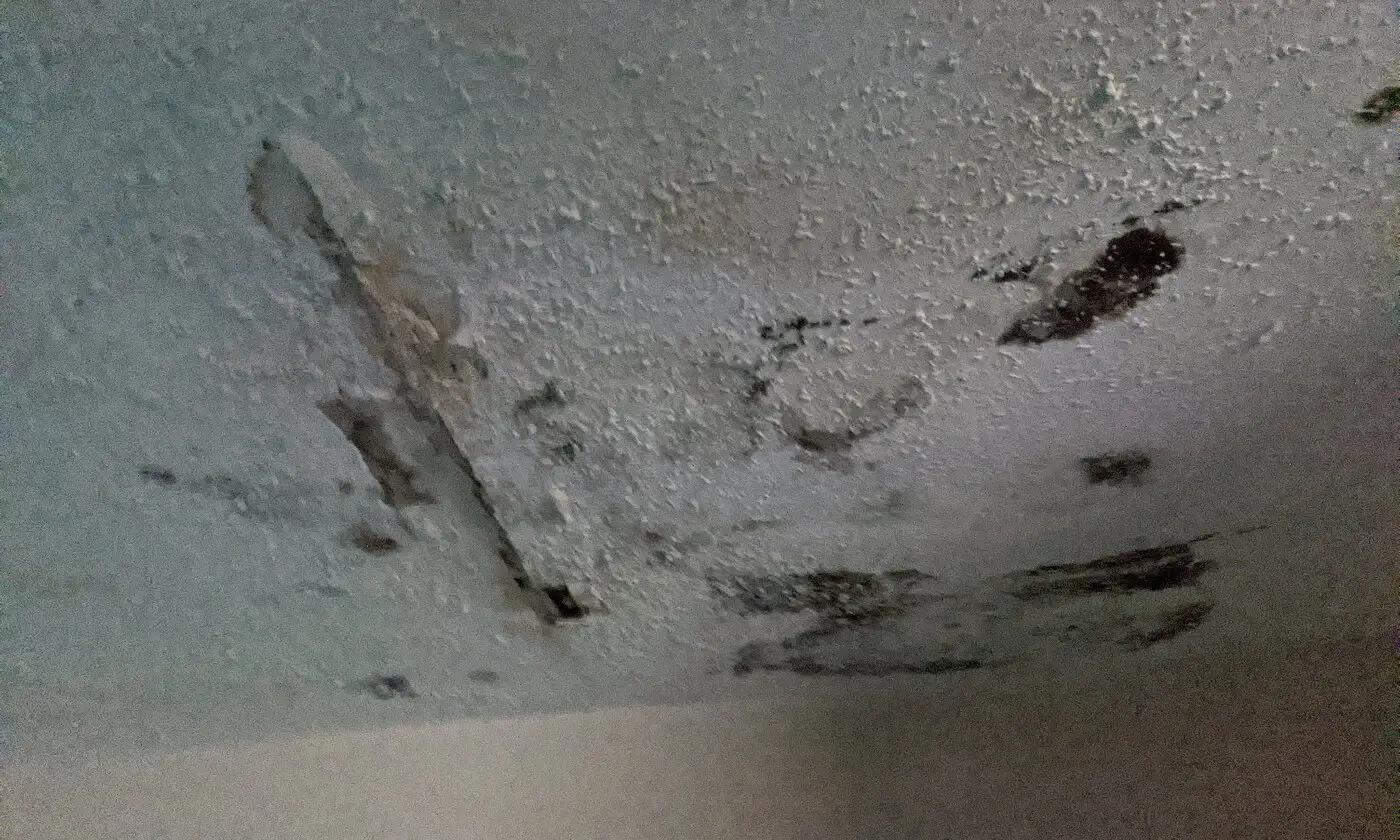 Dark mold growth on a water-damaged ceiling